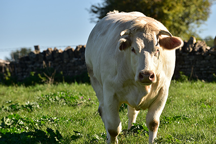 boeuf charolais boucherie annecy 74