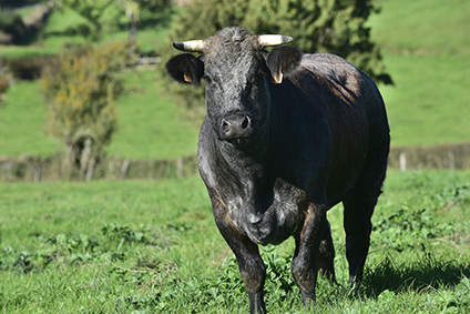 boeuf charolais boucherie annecy 74