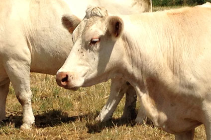 boeuf charolais boucherie annecy 74