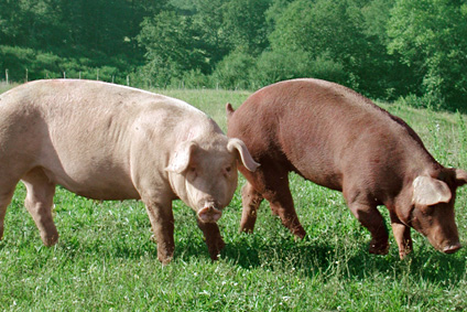 porc ibérique boucherie annecy 74