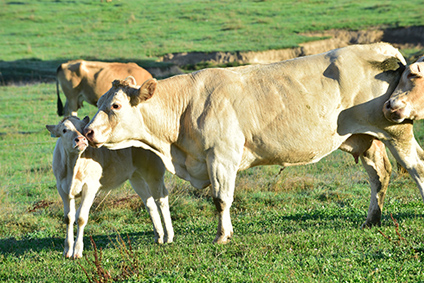 veau pyrénées charolais limousin boucherie annecy 74